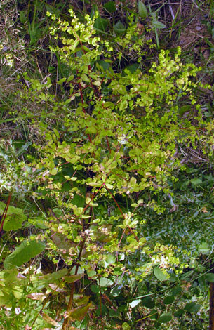 Euphorbia serratula whole