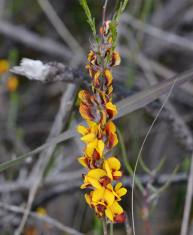 Eutaxia virgata close