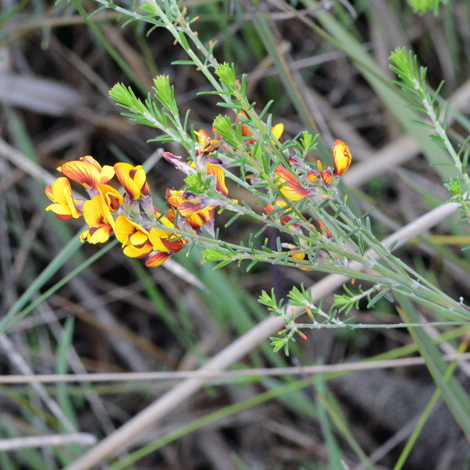 Eutaxia virgata whole