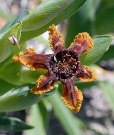 Ferraria crispa