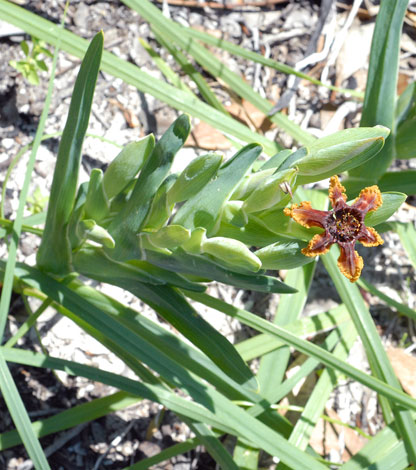 Ferraria crispa whole