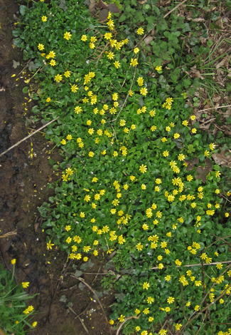 Ranunculus ficaria by stream