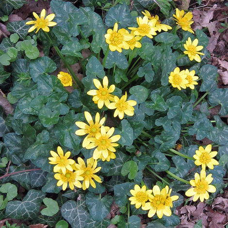 British Wild flower: Ficaria verna ssp fertilis Lesser Celendine