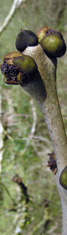 Fraxinus excelsior close buds first stage