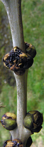 Fraxinus excelsior close buds second stage