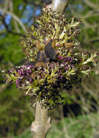 Fraxinus excelsior close buds fourth stage