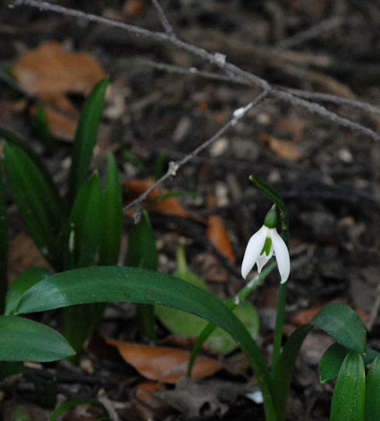 Galanthus woronowii