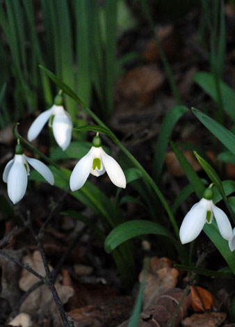 Galanthus woronowii