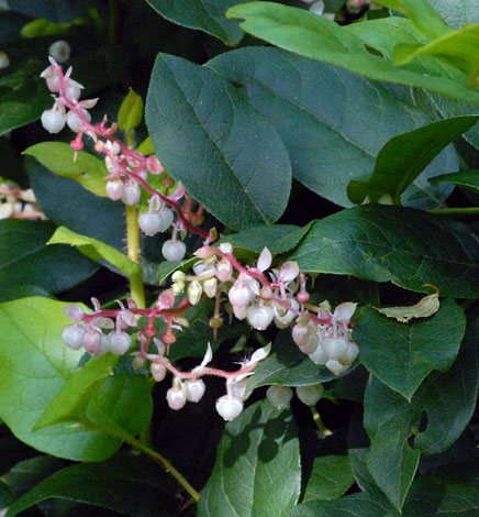 Gaultheria shallon