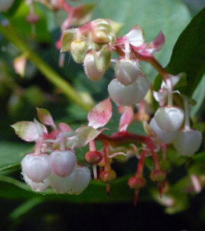 Gaultheria shallon close