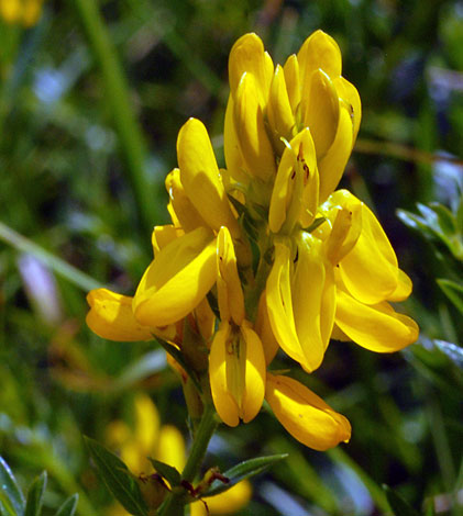 Genista tinctoria close