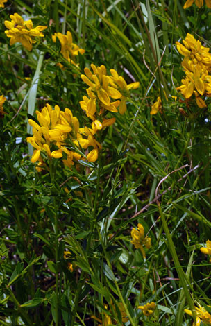 Genista tinctoria whole