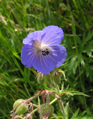 Geranium pratense flower