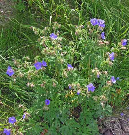 Geranium pratense whole