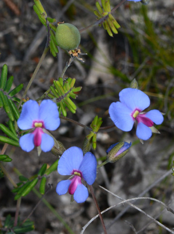 Gompholobium cyaninum close