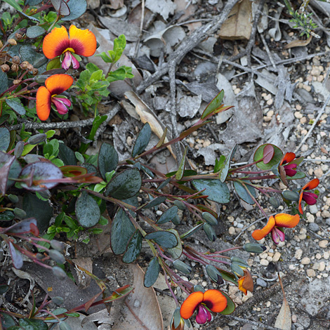 Gompholobium ovatum whole