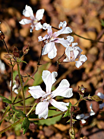 Goodenia rosea close