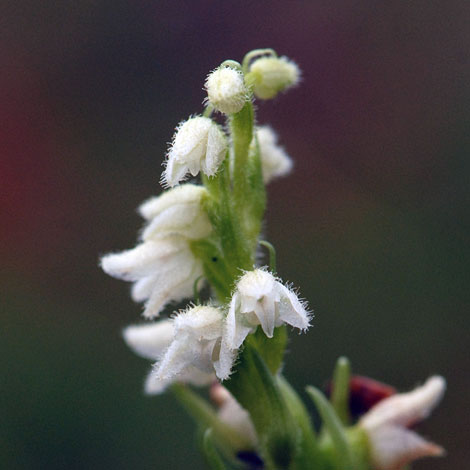 Goodyera repens close