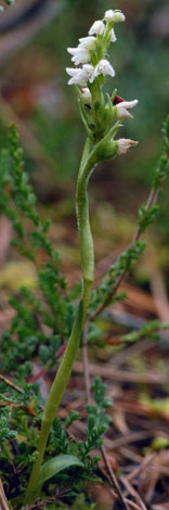 Goodyera repens whole