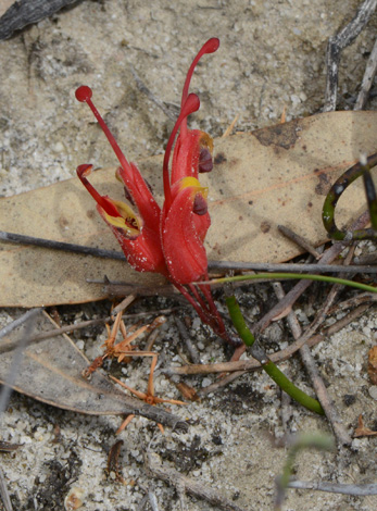 Grevillea nudiflora close