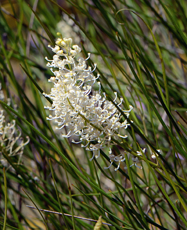 Grevillea obliquistigma close