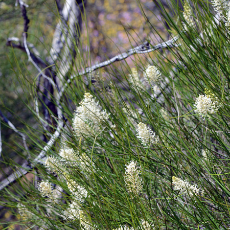 Grevillea obliquistigma whole