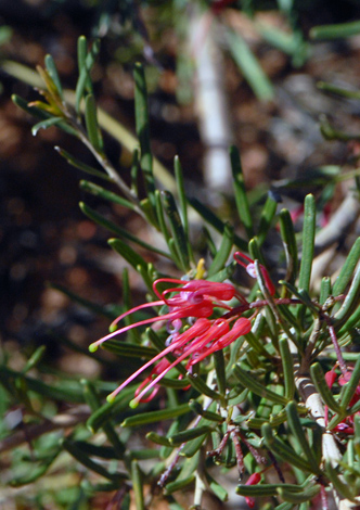 Grevillea pinaster close