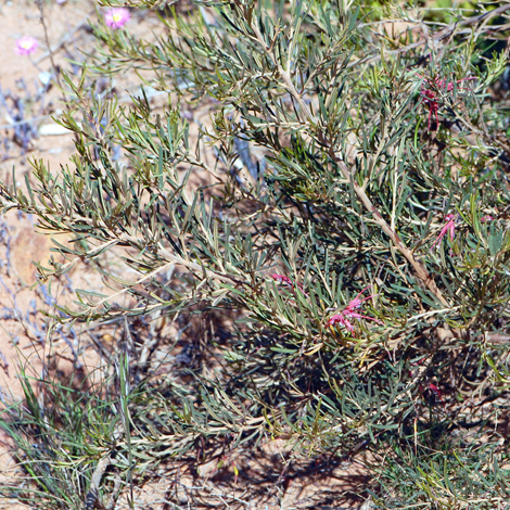 Grevillea pinaster whole