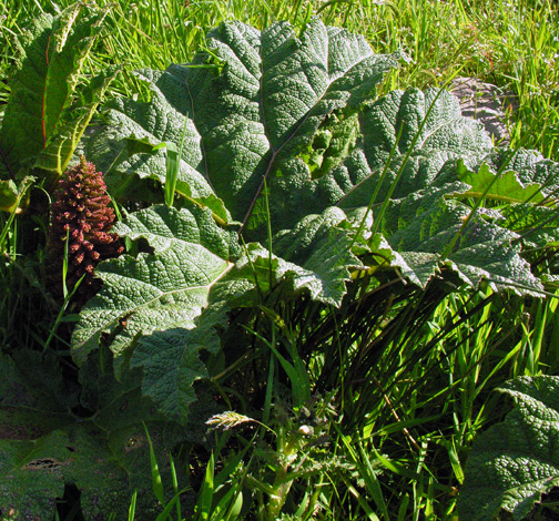 Gunnera tinctoria