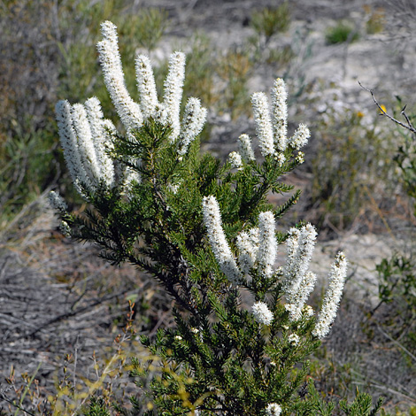 Hakea costata whole