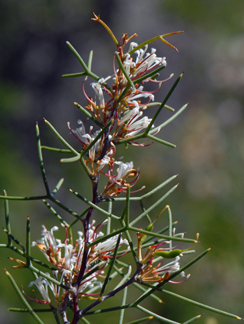 Hakea trifurcata close