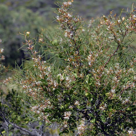 Hakea trifurcata whole