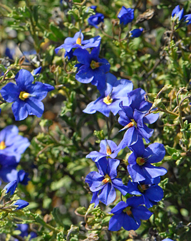 Halgania littoralis close