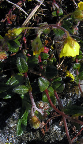Helianthemum oelandicum ssp piloselloides close leaves