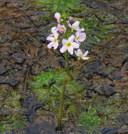 Hottonia palustris