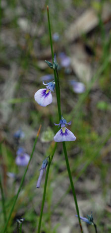 Australian Wild Plant: Hybanthus calycinus Wild Violet
