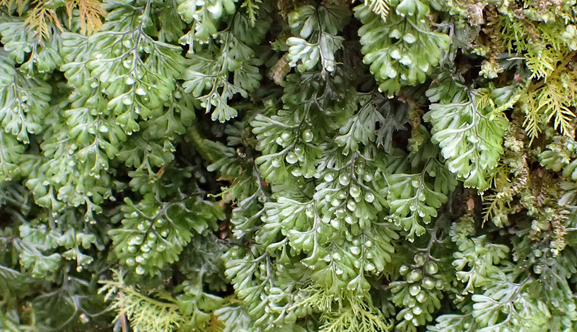 Hymenophyllum tunbrigense whole