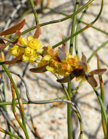 Hypocalymma xanthopetalum close