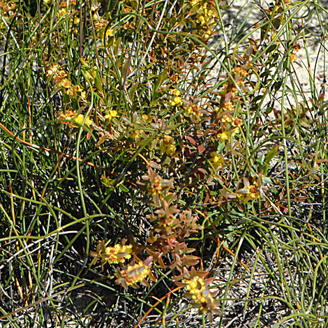 Hypocalymma xanthopetalum whole