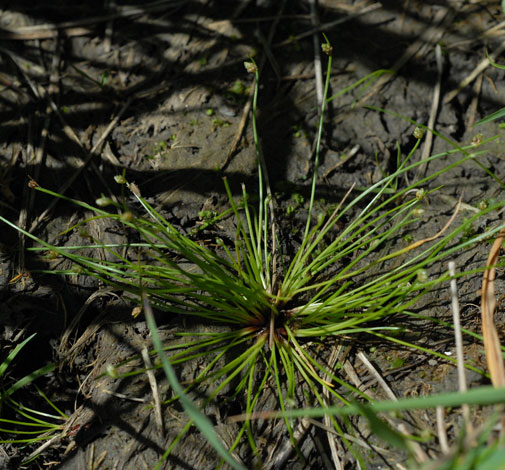 British Wild Plant: Isolepsis cernua Slender Club-rush