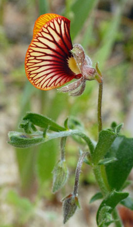 Isotropis cuneifolia back