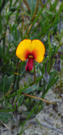 Isotropis cuneifolia front