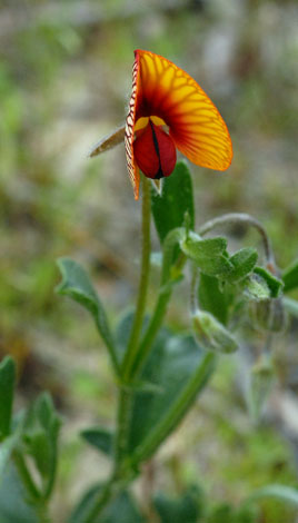 Isotropis cuneifolia