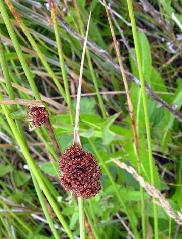 British Wild Plant: Juncus conglomeratus Compact Rush