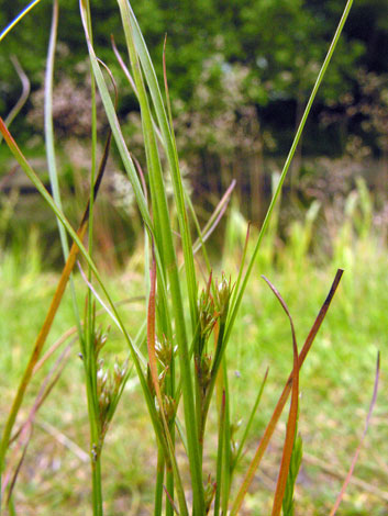 Juncus tenuis