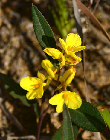 Labichea punctata close