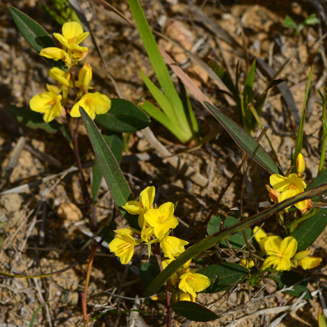 Labichea punctata whole