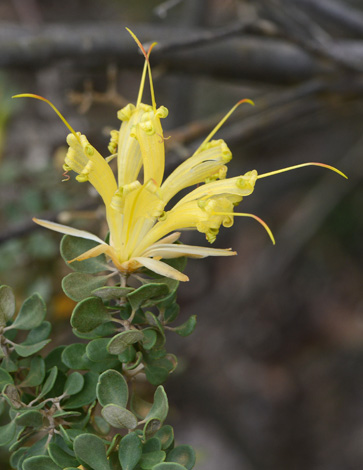 Lambertia inermis close