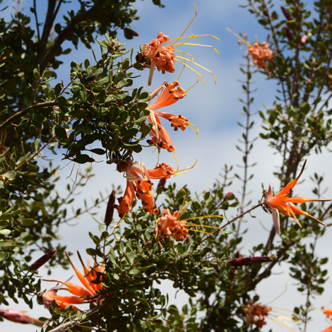 Lambertia inermis whole