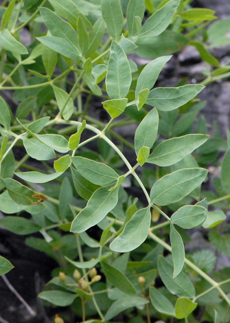 Laserpitium siler leaves